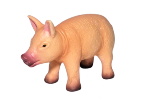 pig