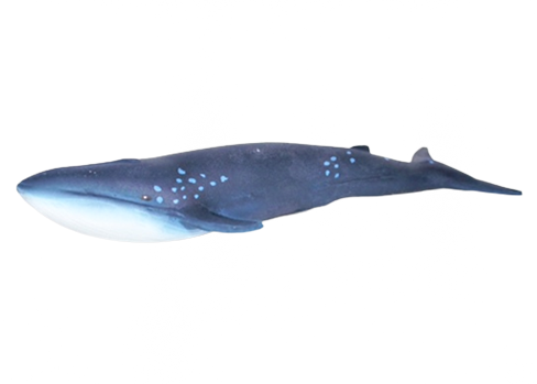 whale